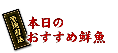 本日の おすすめ鮮魚